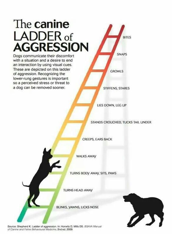 Canine Ladder of Aggression